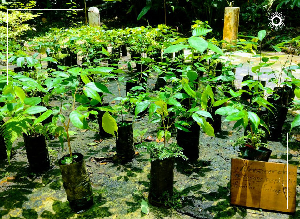 Costa Rica’s Conservation Efforts Take Root
A haven of hope for Costa Rica’s endangered tree species